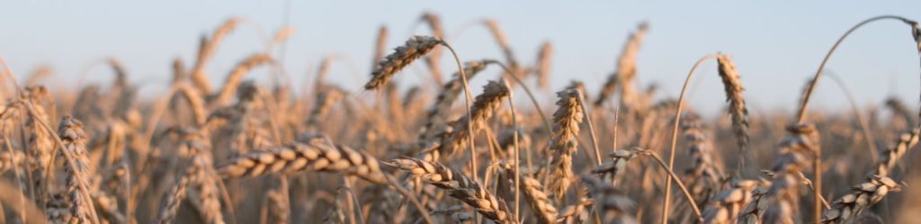 Agriculture: Everybody’s responsibility