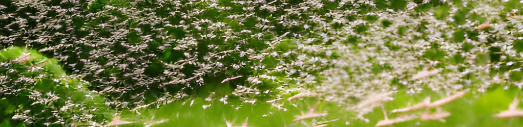 Buzzworthy breakthroughs: How mosquito factories are revolutionising the fight against mosquito-borne&nbsp;diseases